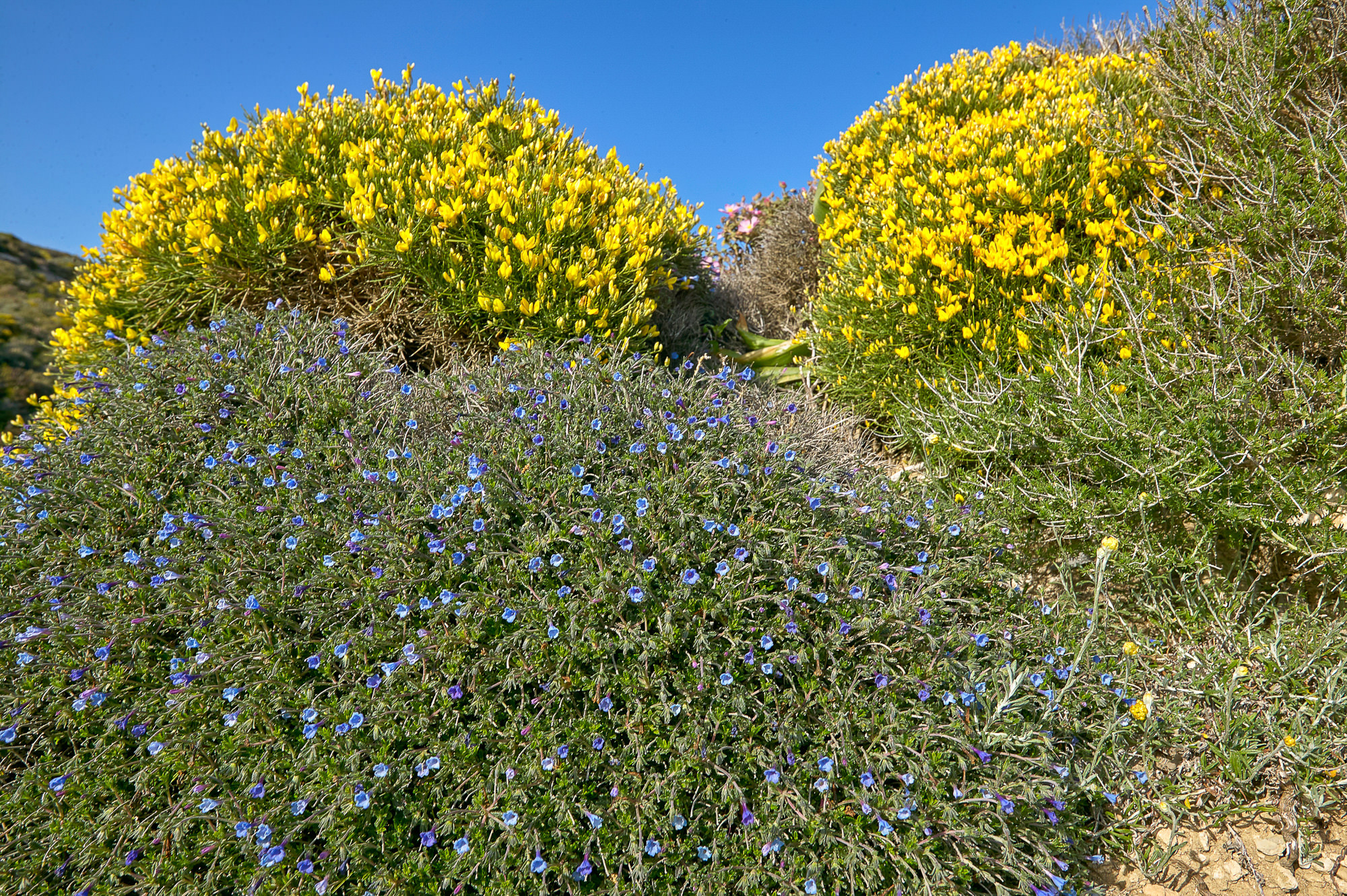 colorful maquis, Rhodes